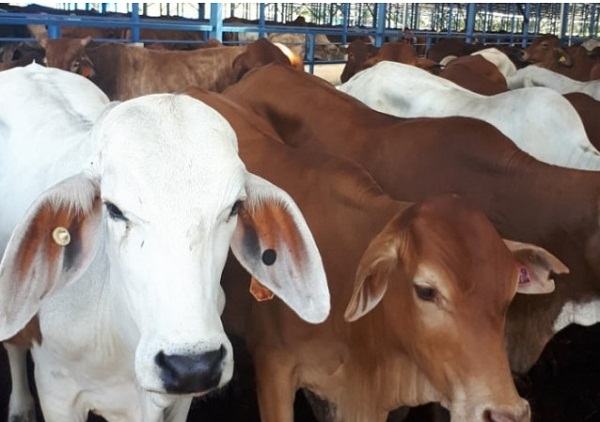 Pengembangan sapi potong di Kabupaten PPU